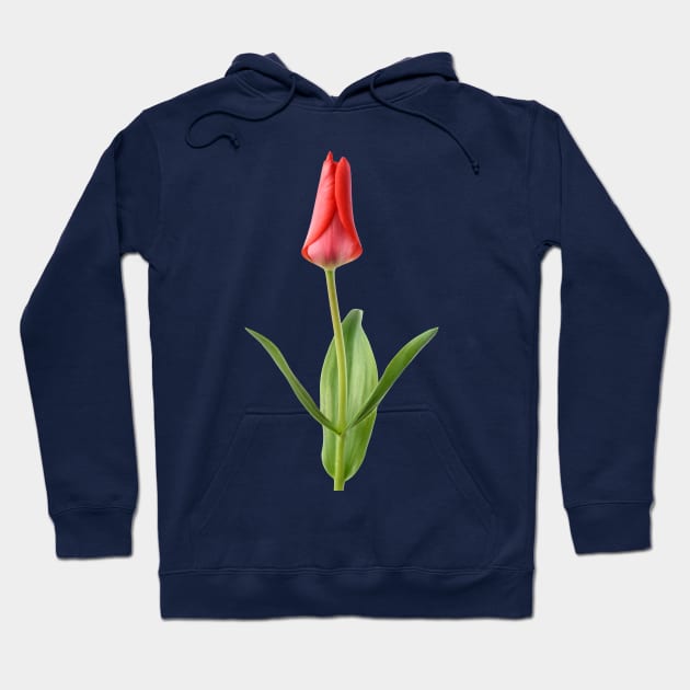 Tulipa  &#39;Marquis de la Coquette&#39;    Greigii Group Tulip Hoodie by chrisburrows